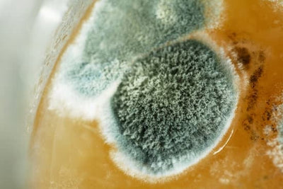 Uncovering Mold Toxicity: Symptoms, Causes, and Solutions